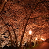 夜桜