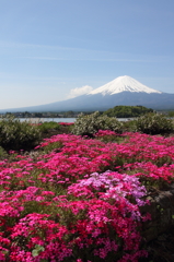 芝桜と富士山