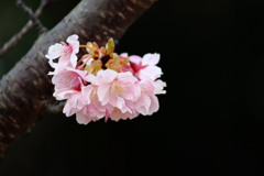 サクラ