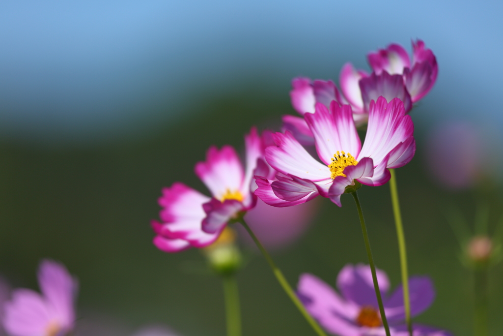 秋桜