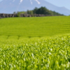 新茶の季節