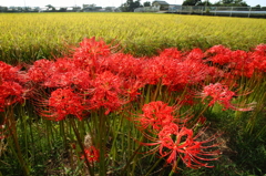 お彼岸