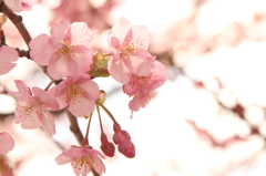 河津桜③