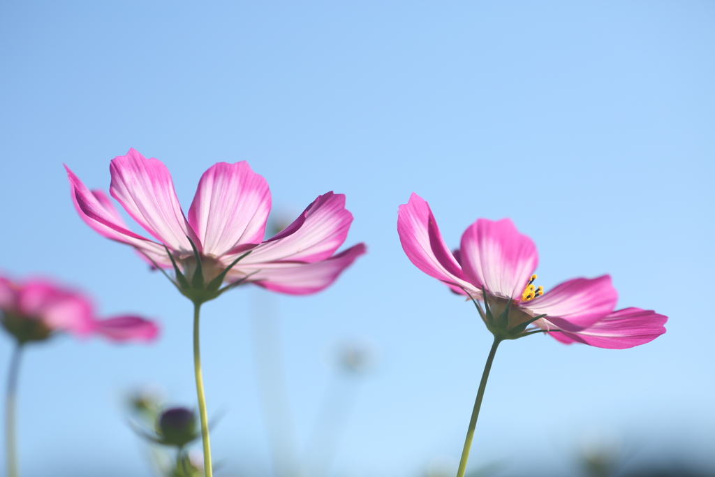秋桜
