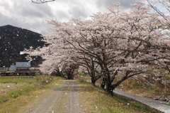 桜吹雪