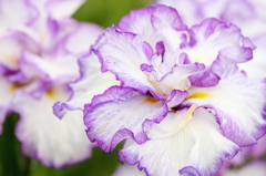 花菖蒲