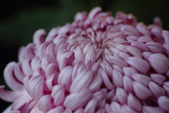 菊花展