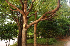 ～公園・夏の緑～