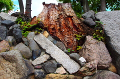 The Shosei-en Garden 高石垣
