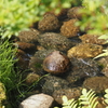 きれいな水 〜依水園にて〜