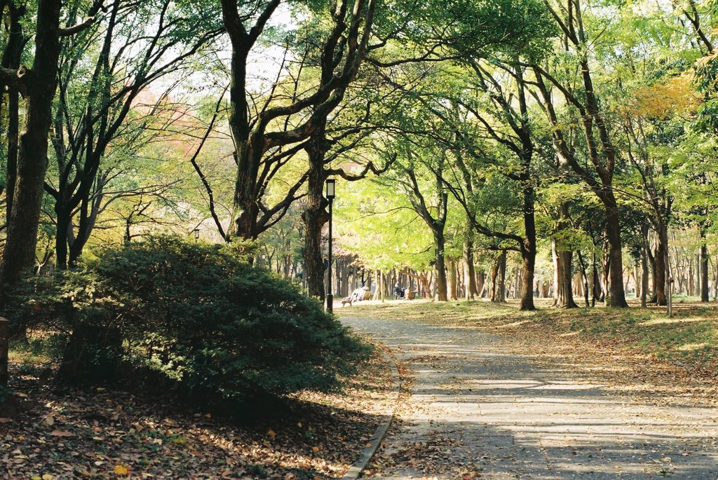 ～公園の風景～