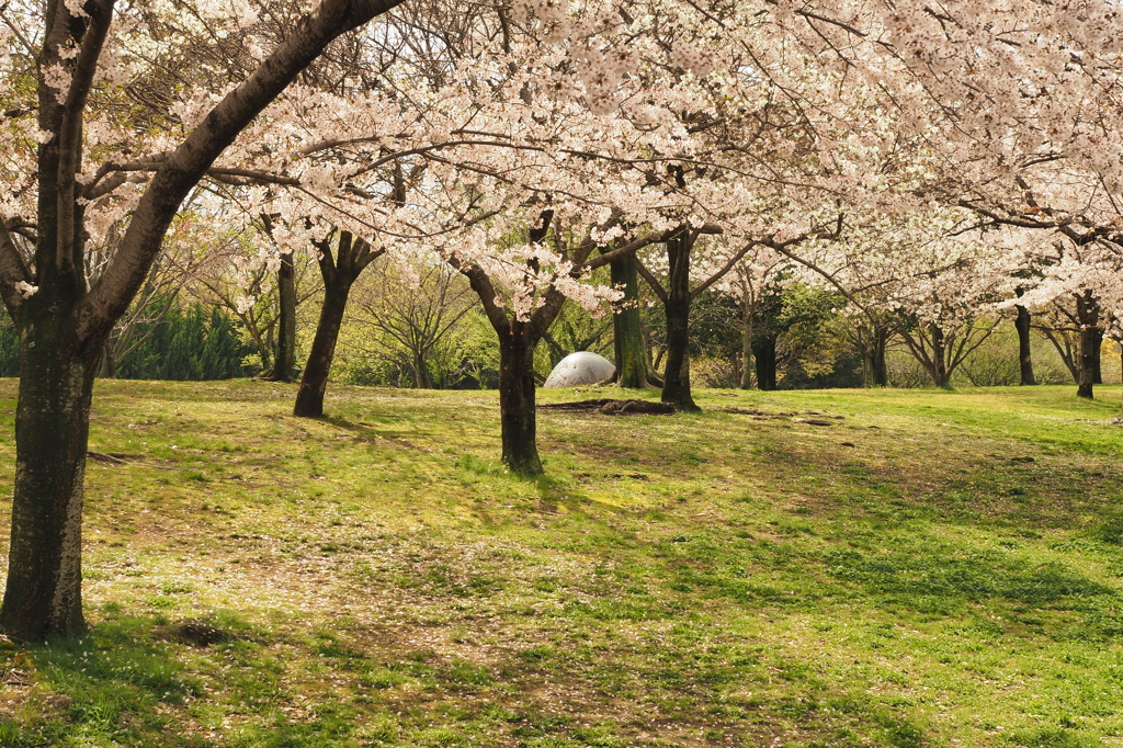 公園のサクラ