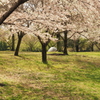 公園のサクラ