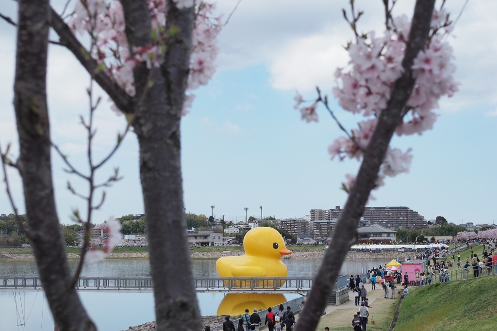 黄色いアヒル