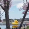 黄色いアヒル