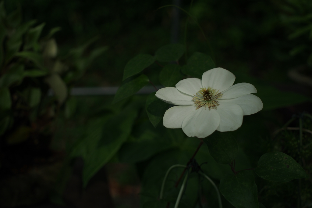 白い花