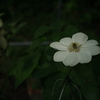 白い花