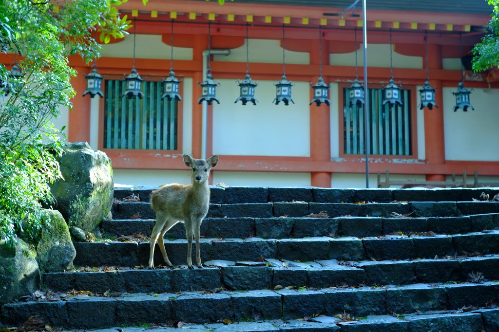 〜春日大社のバンビ〜
