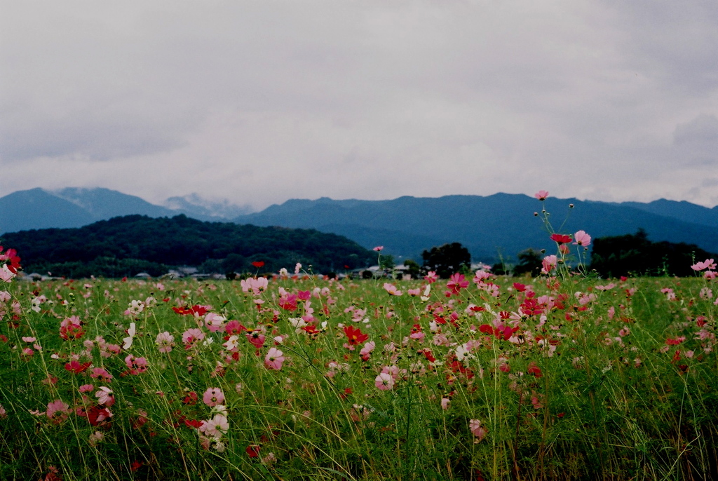 花々と山々