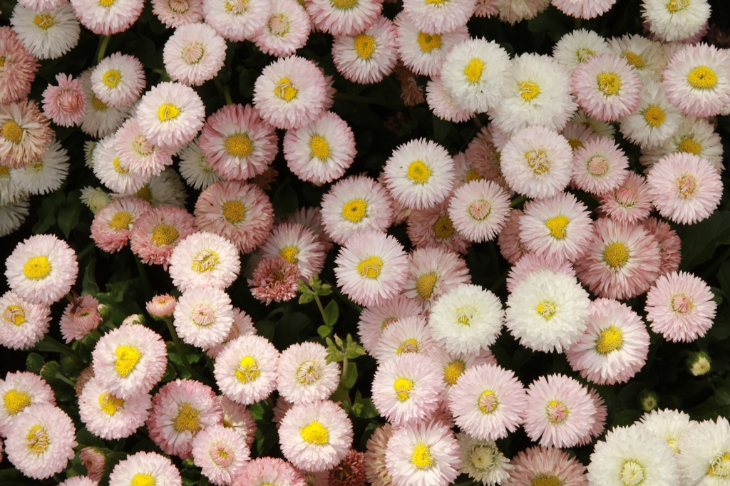 花の絨毯