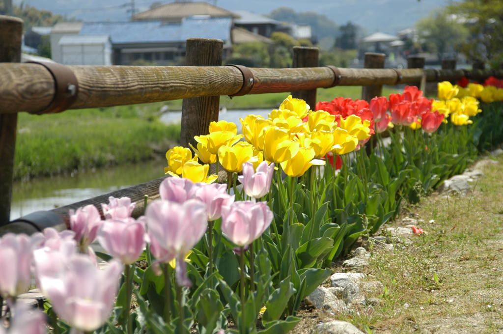筑紫野を彩るチューリップ