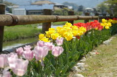 筑紫野を彩るチューリップ