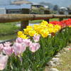 筑紫野を彩るチューリップ
