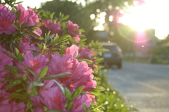 つつじとマイカーと夕日