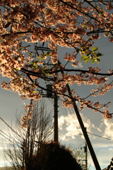 夕陽と桜