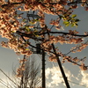 夕陽と桜