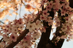 隣の桜
