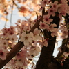 隣の桜