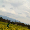菜の花畑で隠れんぼ