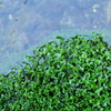 緑