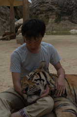 寅年生まれ、トラを抱く。。