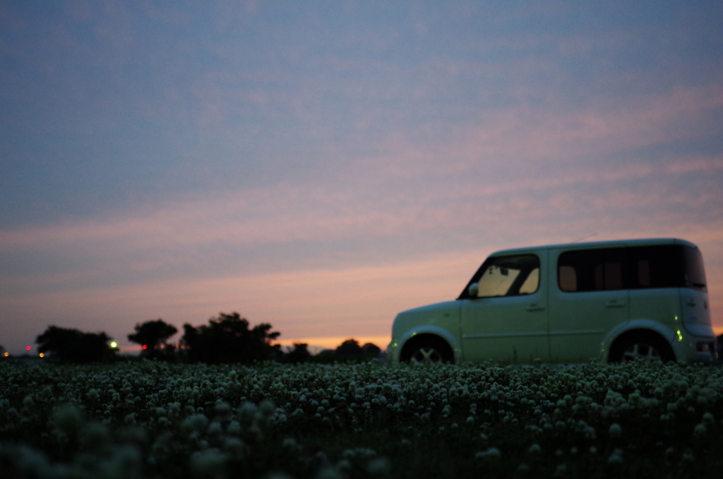 Dear cube on the white clover
