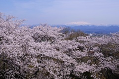 白山と桜