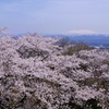 白山と桜