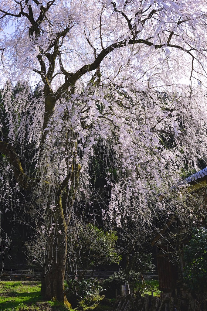 松岡の千恵子桜