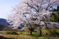 ブランコと桜