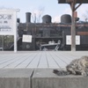 猫と機関車