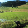 大垪和西