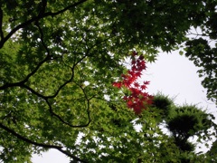 夏の紅葉