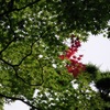 夏の紅葉