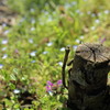 野の花たち