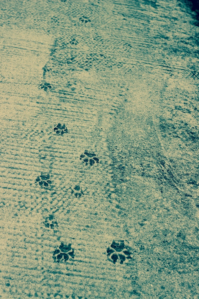通り道だったんだね