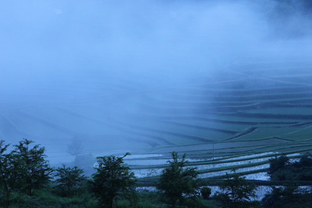 朝霧の棚