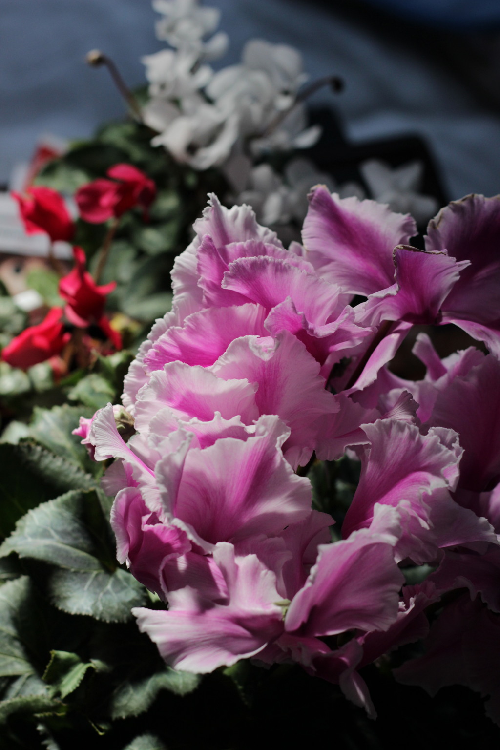 cyclamens