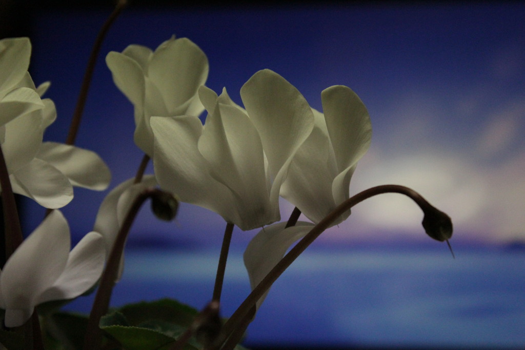 cyclamen