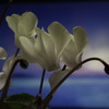 cyclamen